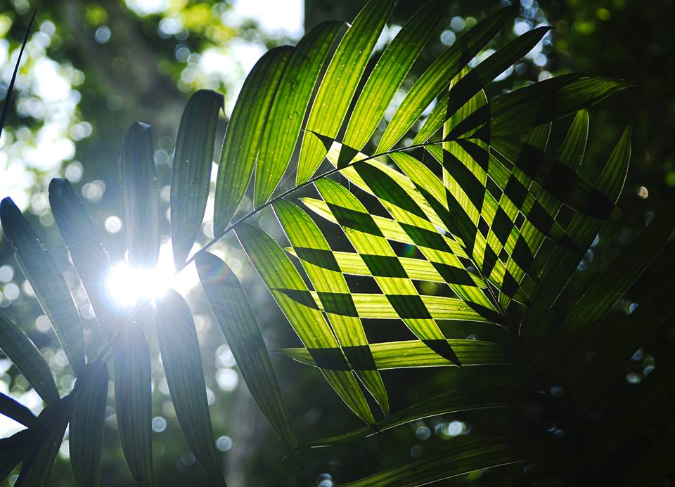 Sun light through the jungle at Petén