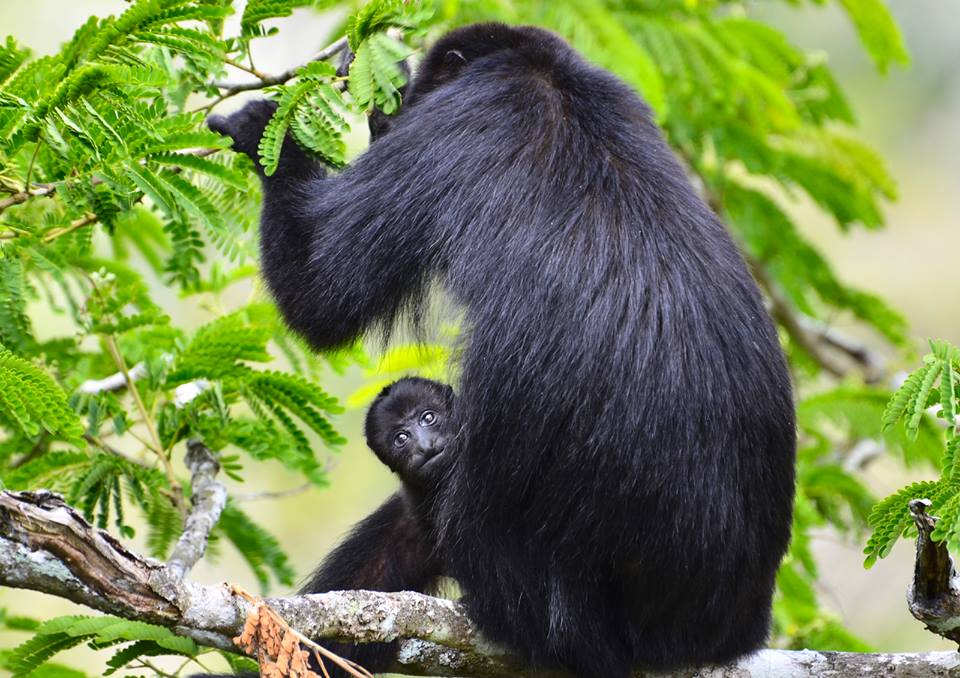 Monkeys at Petén, Guatemala