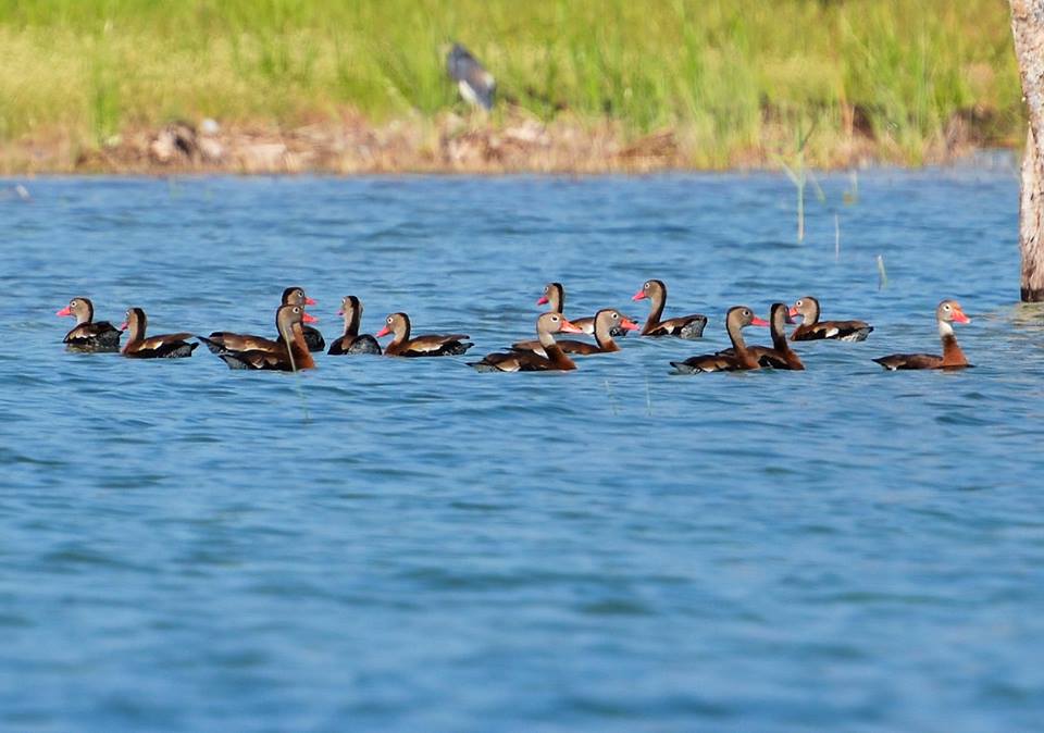 Birds at Lake Peten Itza, Petén, Guatemala