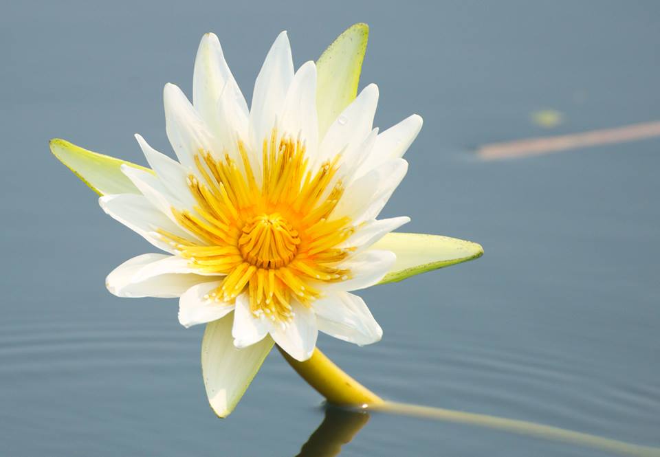 Flower at Lake Peten Itza, Petén, Guatemala -