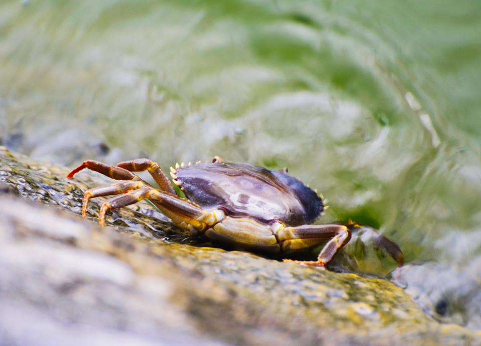 Crab at Lake Peten Itza, Petén, Guatemala