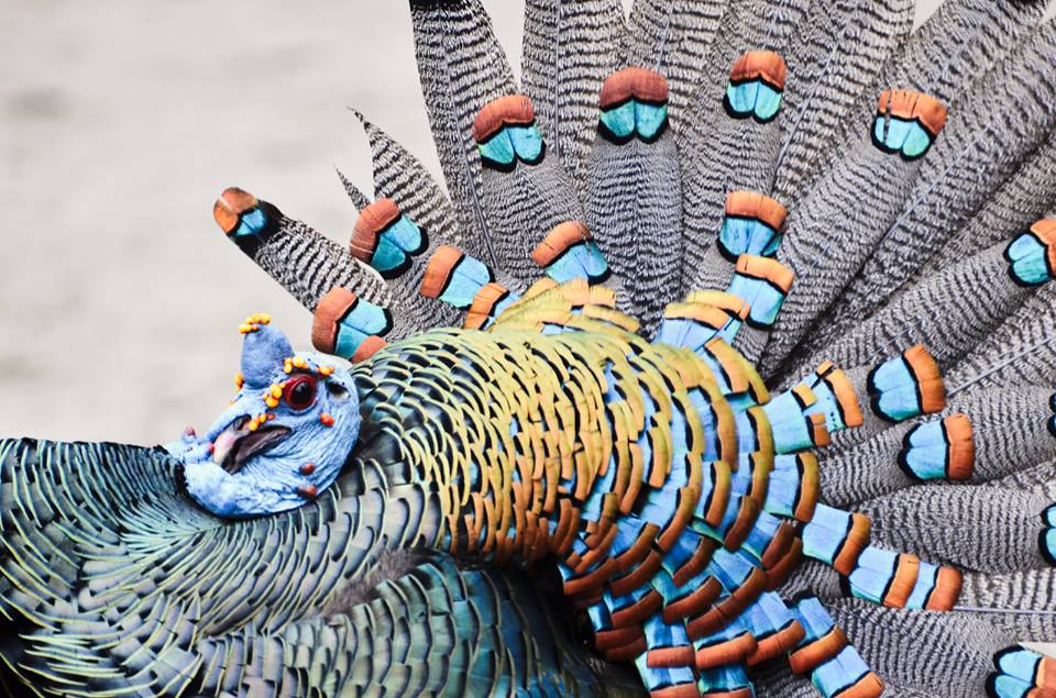Ocellated turkey at El Mirador, Petén, Guatemala