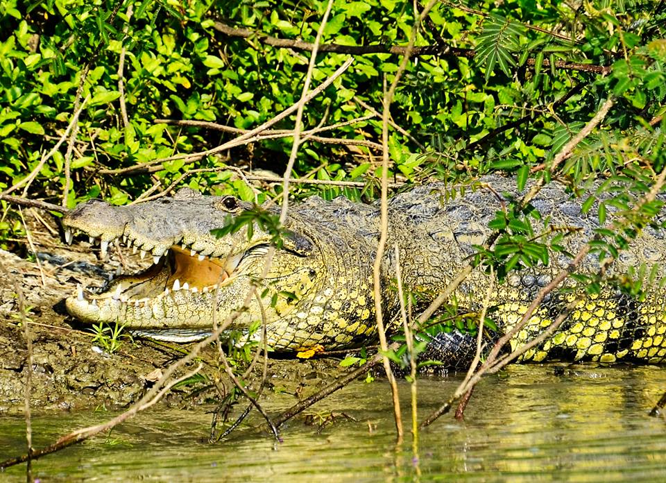 Crocodile at Petén, Guatemala