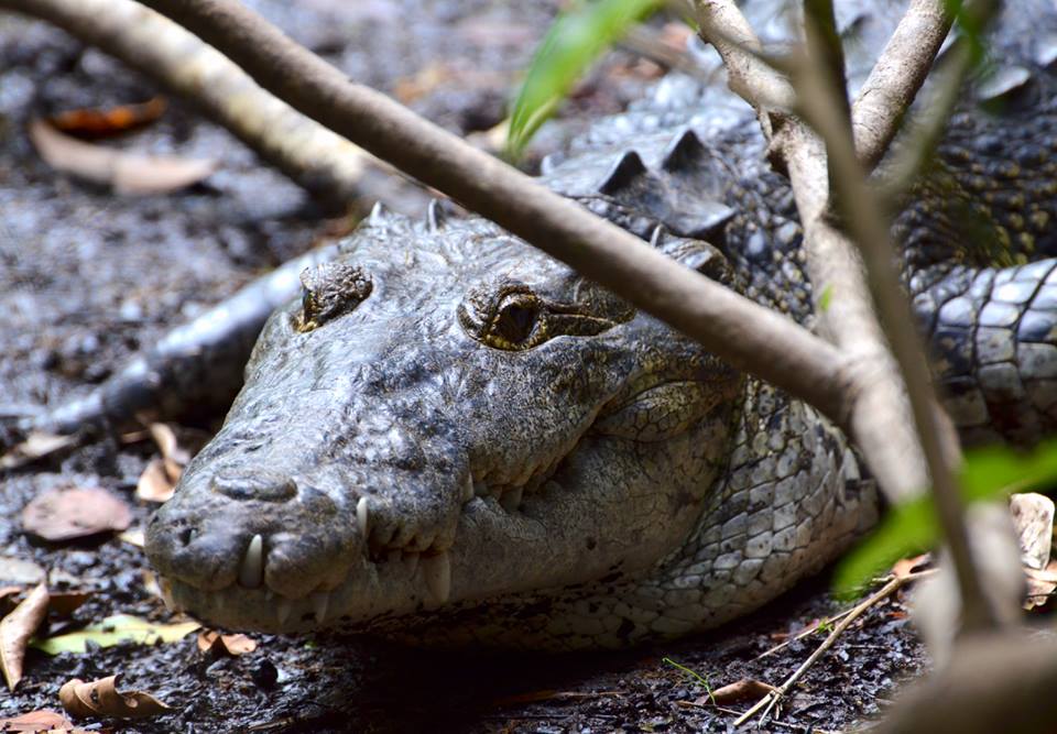 Crocodile at Petén, Guatemala