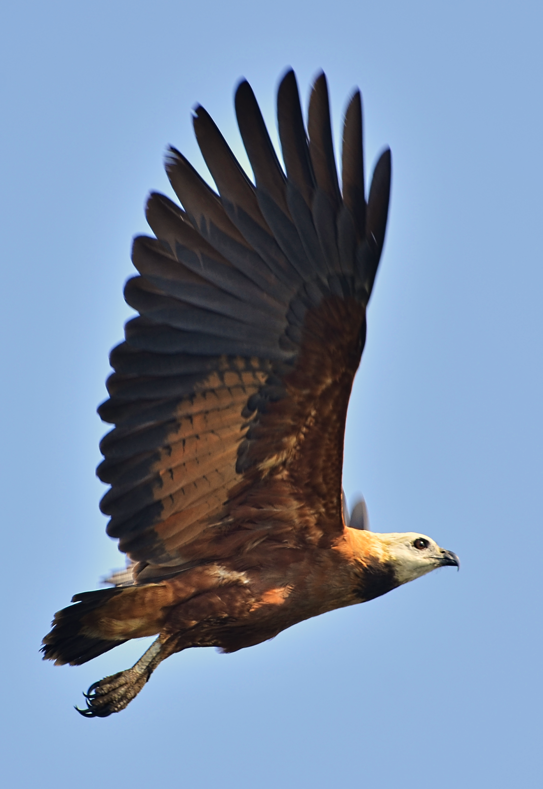 Águila Canela en el Pucté