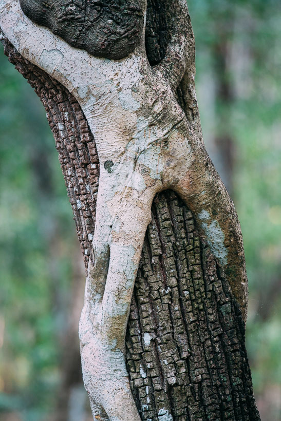 Trees at Petén, Guatemala