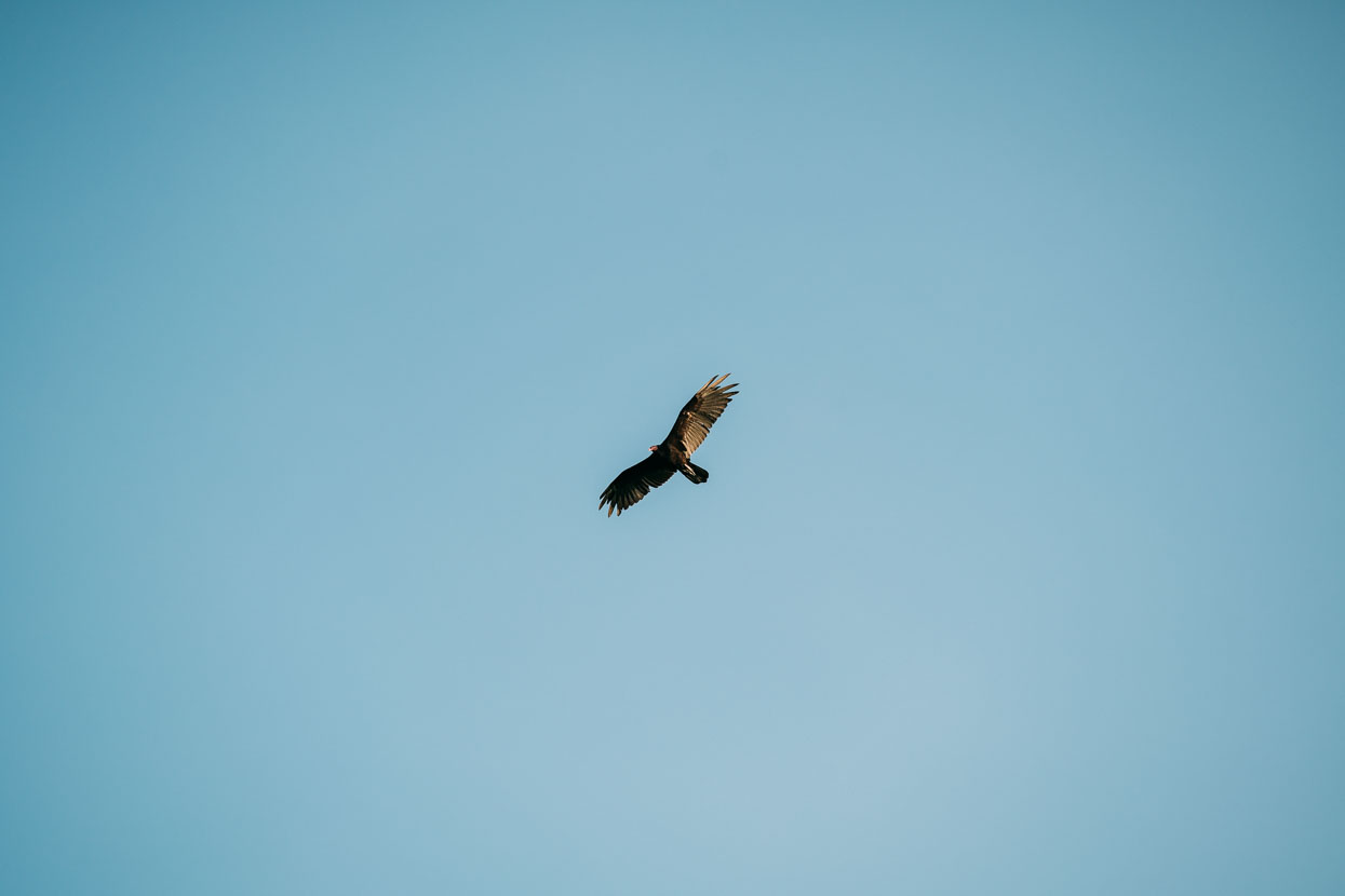 Birds at Petén, Guatemala