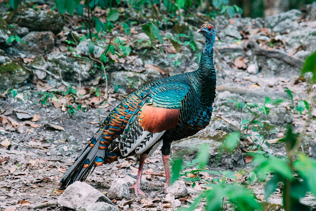 Ocellated turkey at Petén, Guatemala