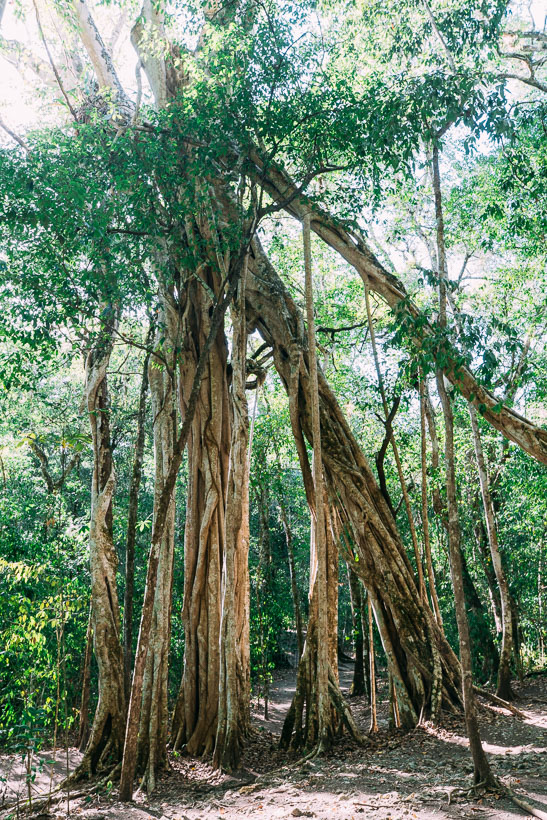Trees at Petén, Guatemala