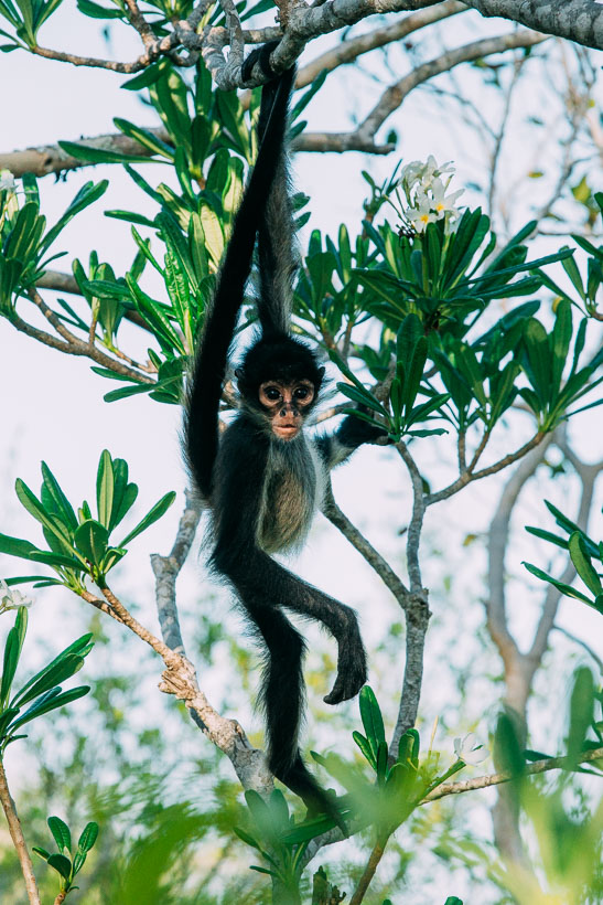 Monkey at Petén, Guatemala