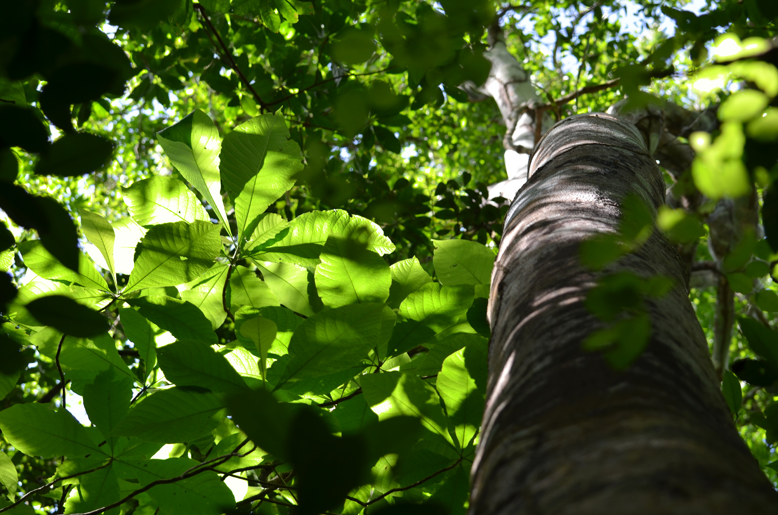 Al pie de un gran árbol