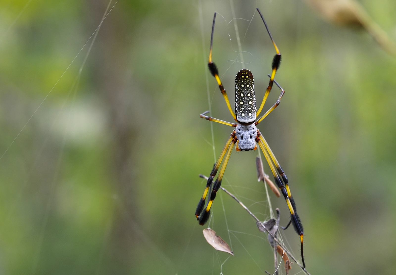Araña Seda de Oro