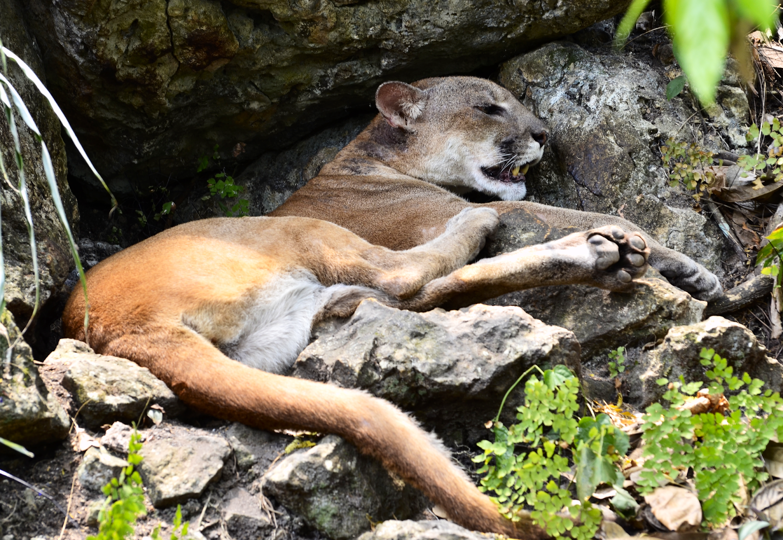 Cajcoj El Puma
