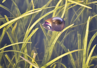 Caracol manzano en su entorno en el Lago Petén Itzá