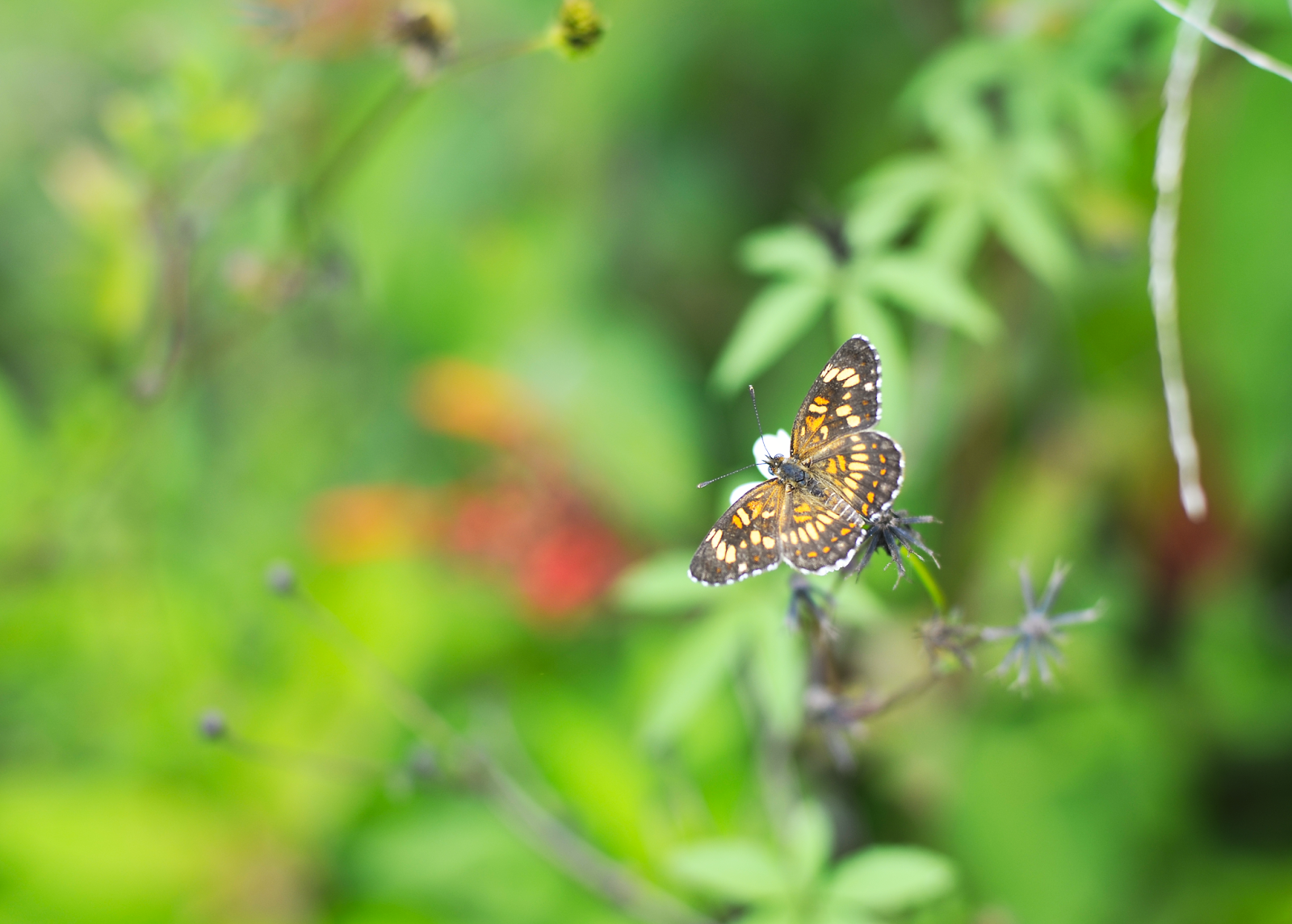 Colores del campo - Sayaxché, Petén