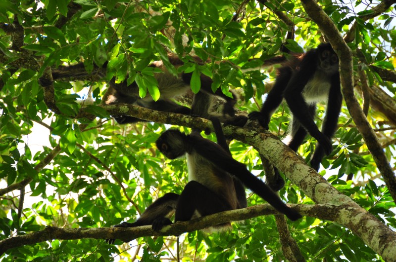 Monkey at El Mirador