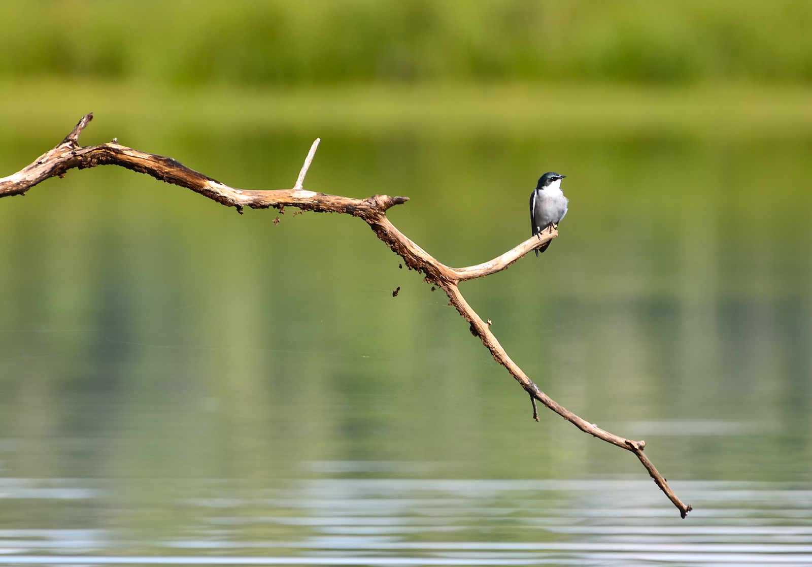 Bird at Puerto Arturo, San Andrés, Petén