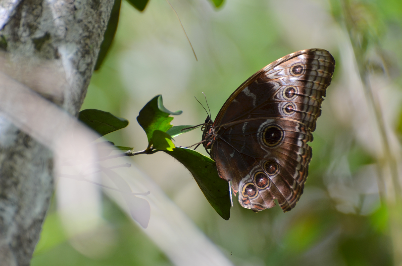 Gran mariposa Azul camino a Nakúm