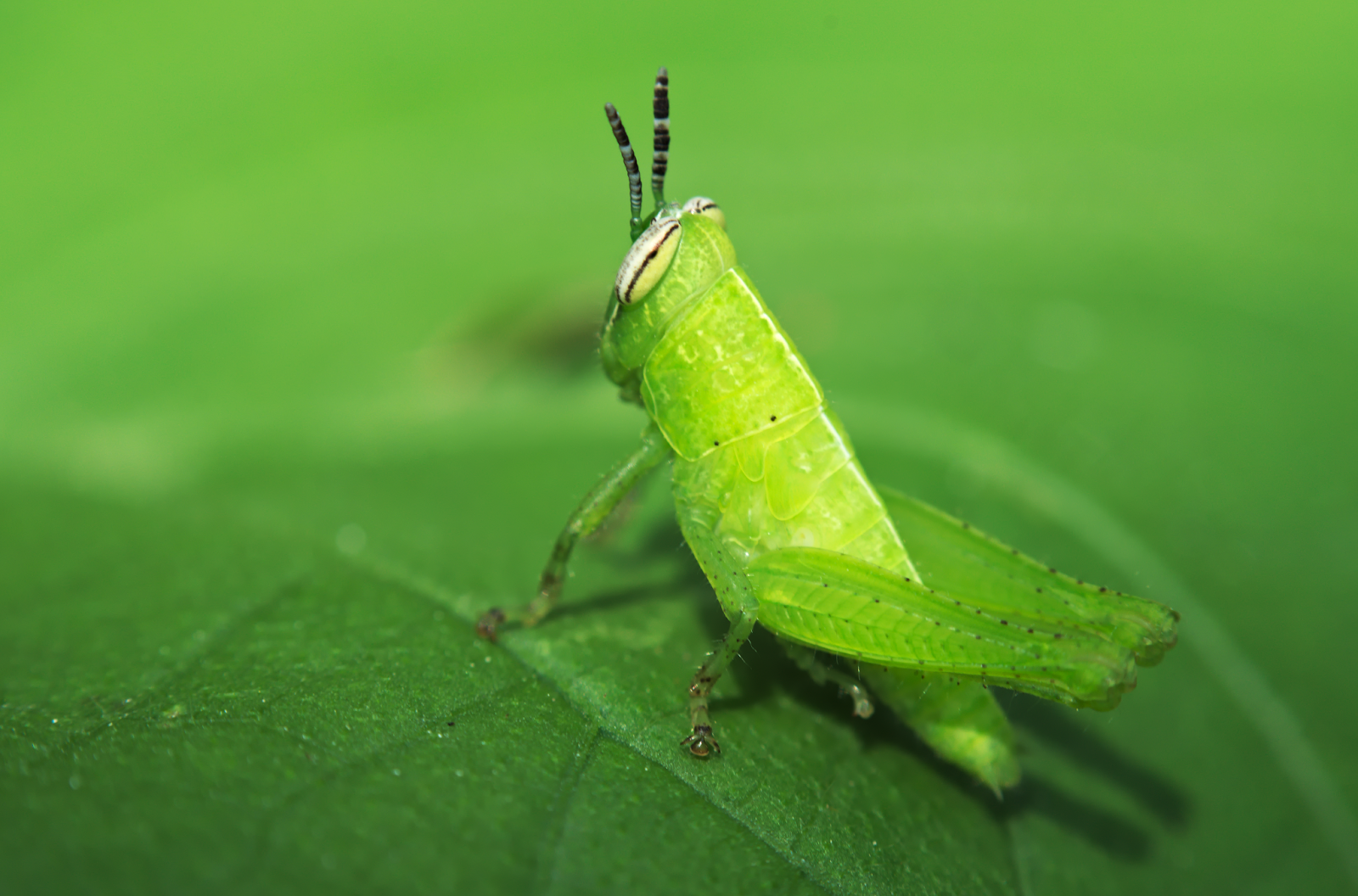 Grillo verde en un mundo verde