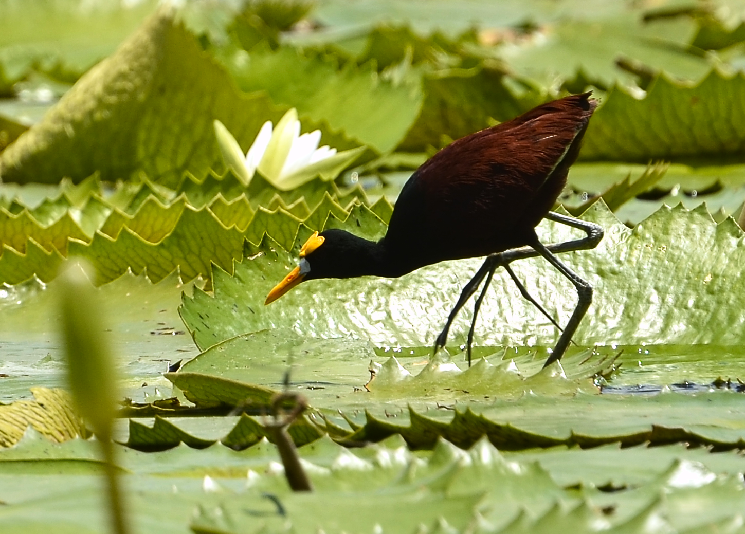 Jacana en el Lago Petén Itzá