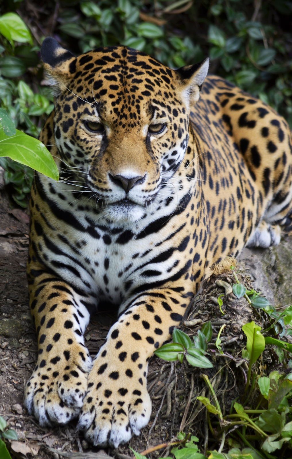 Jaguar