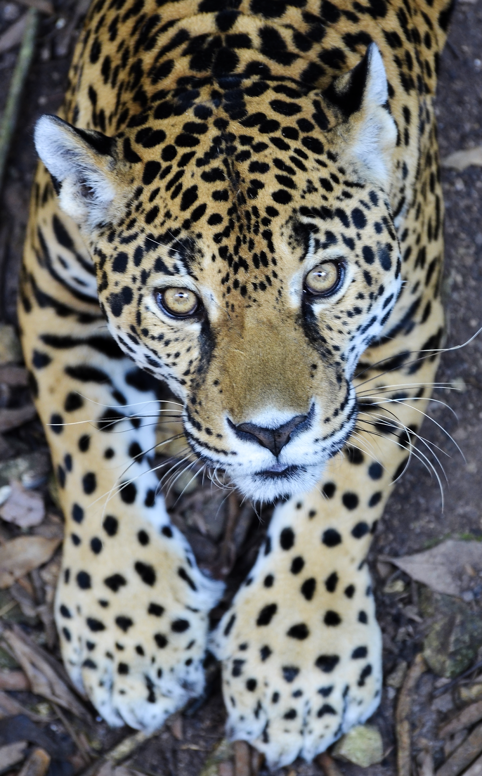 Jaguar