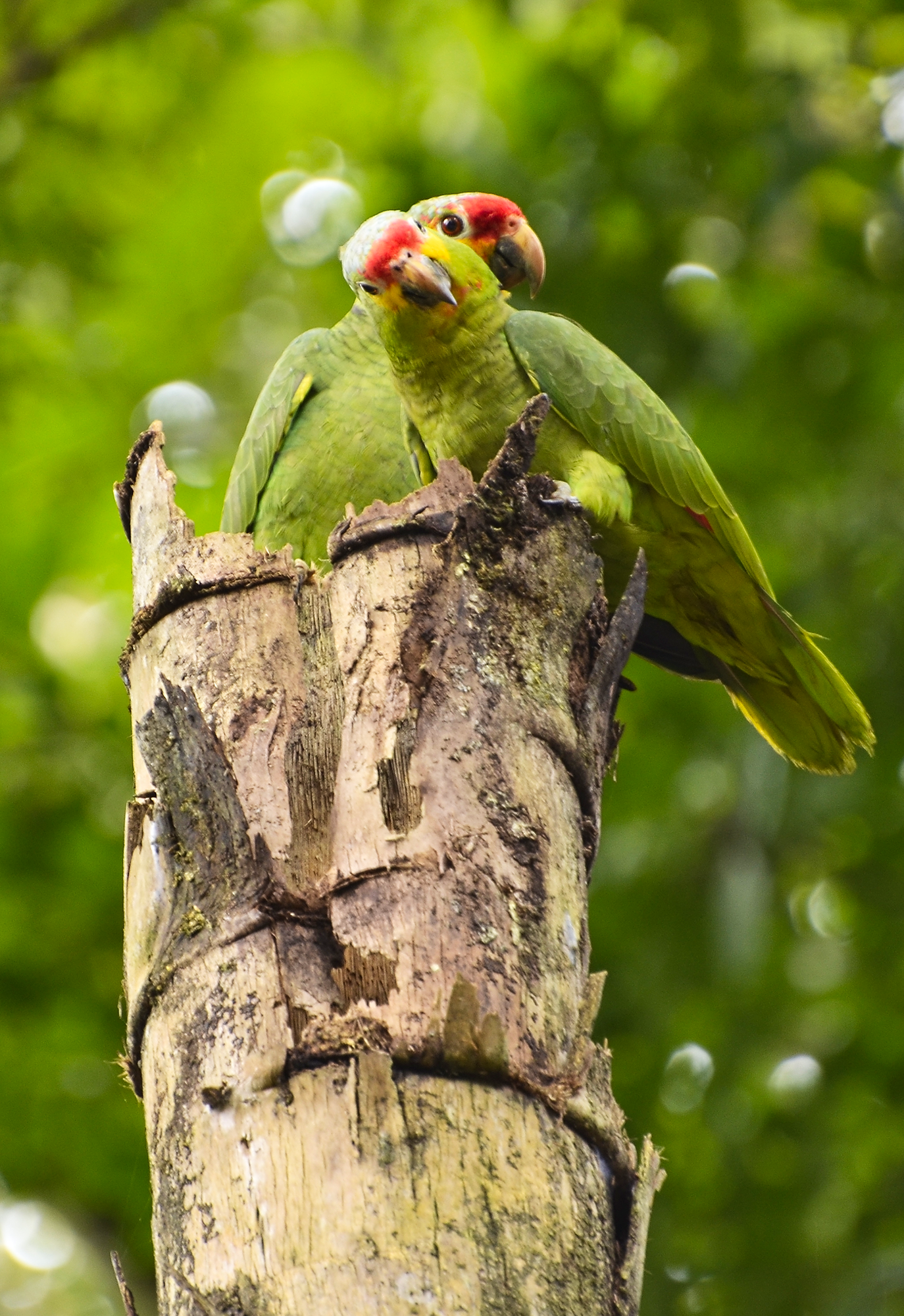 Loros Frente Roja libres