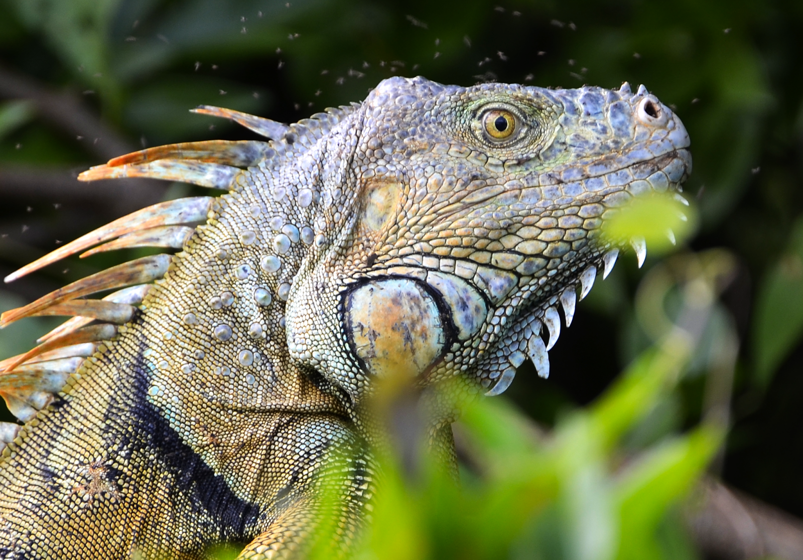 Macho de Iguana Verde a orillas de Río La Pasión