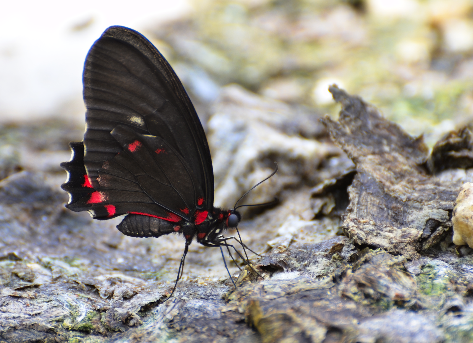 Mariposa a orillas del Lago Petén Itzá