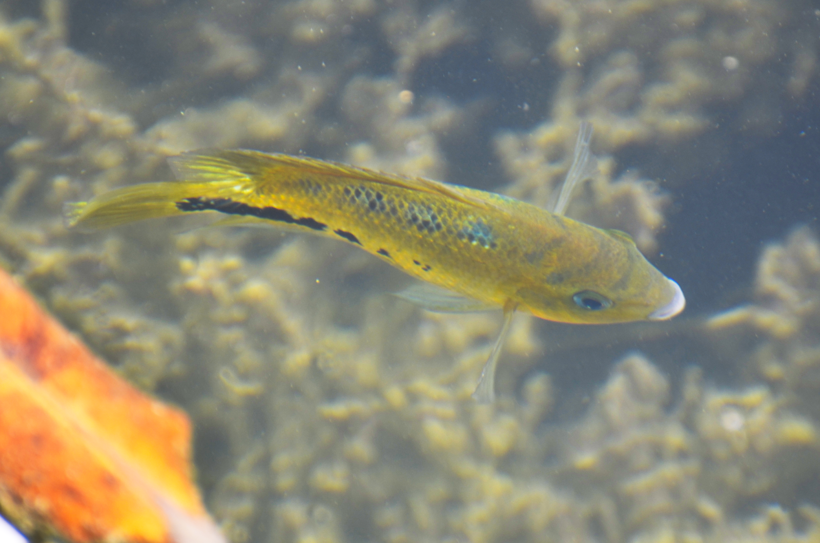 Mojarra del Lago Petén Itzá