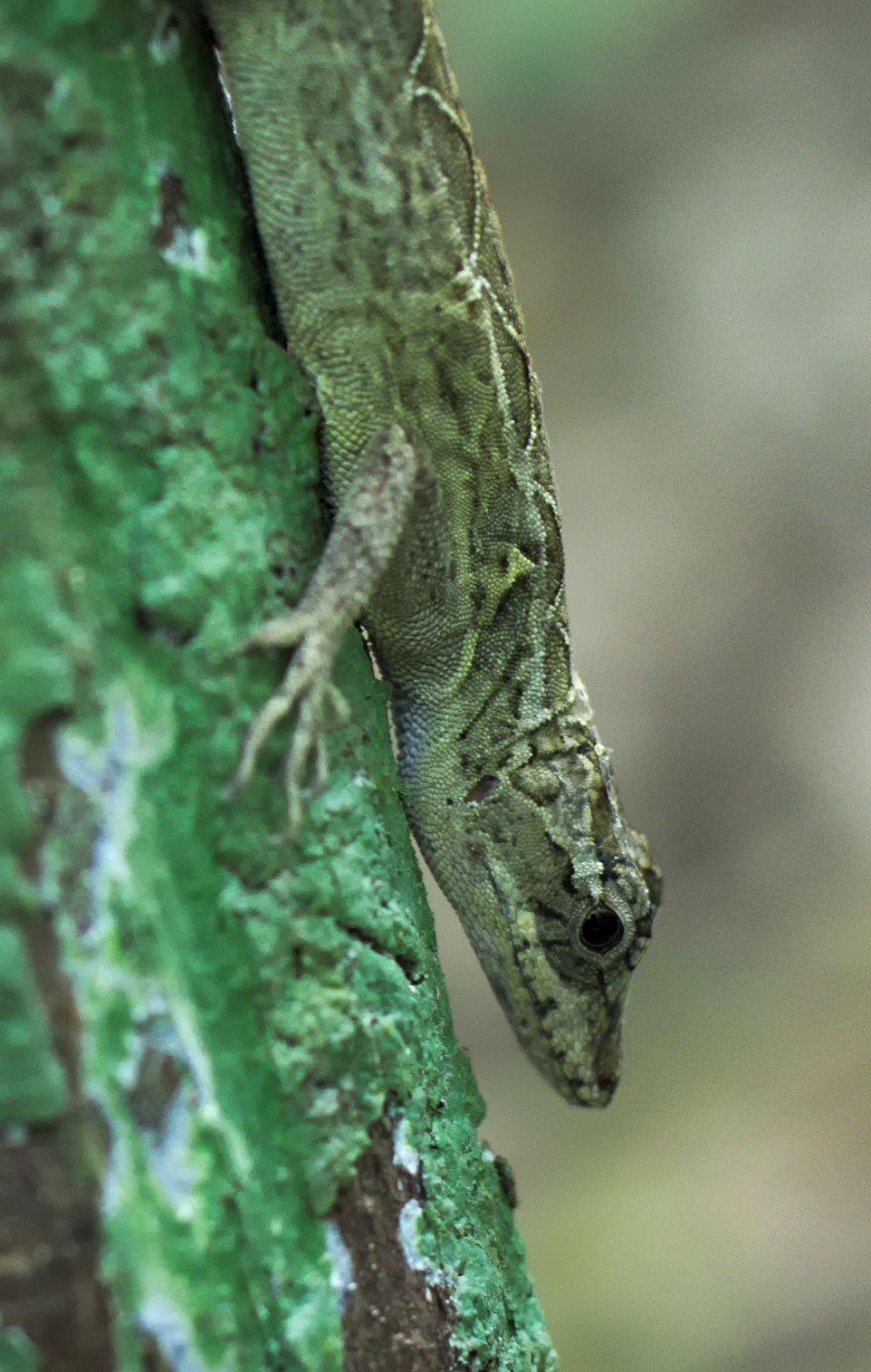 Pequeño lagarto en la corteza de un árbol