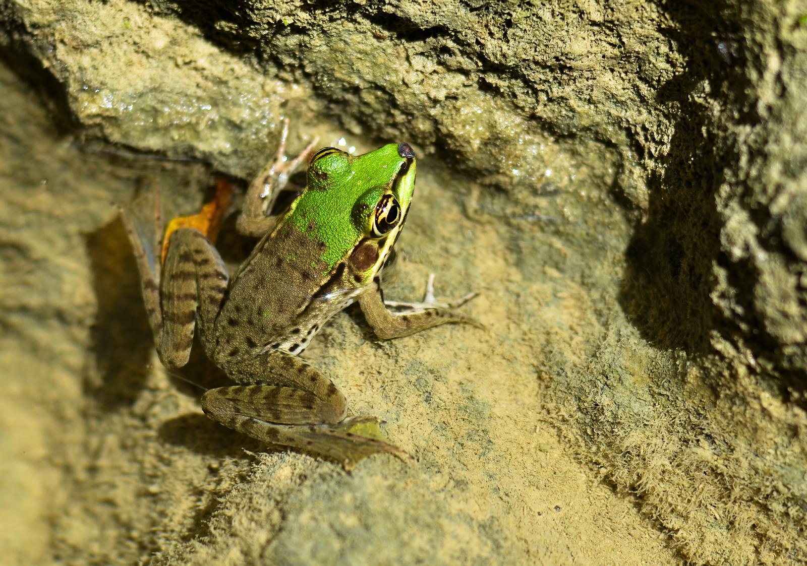 Rana en El Salto, San Luis, Petén