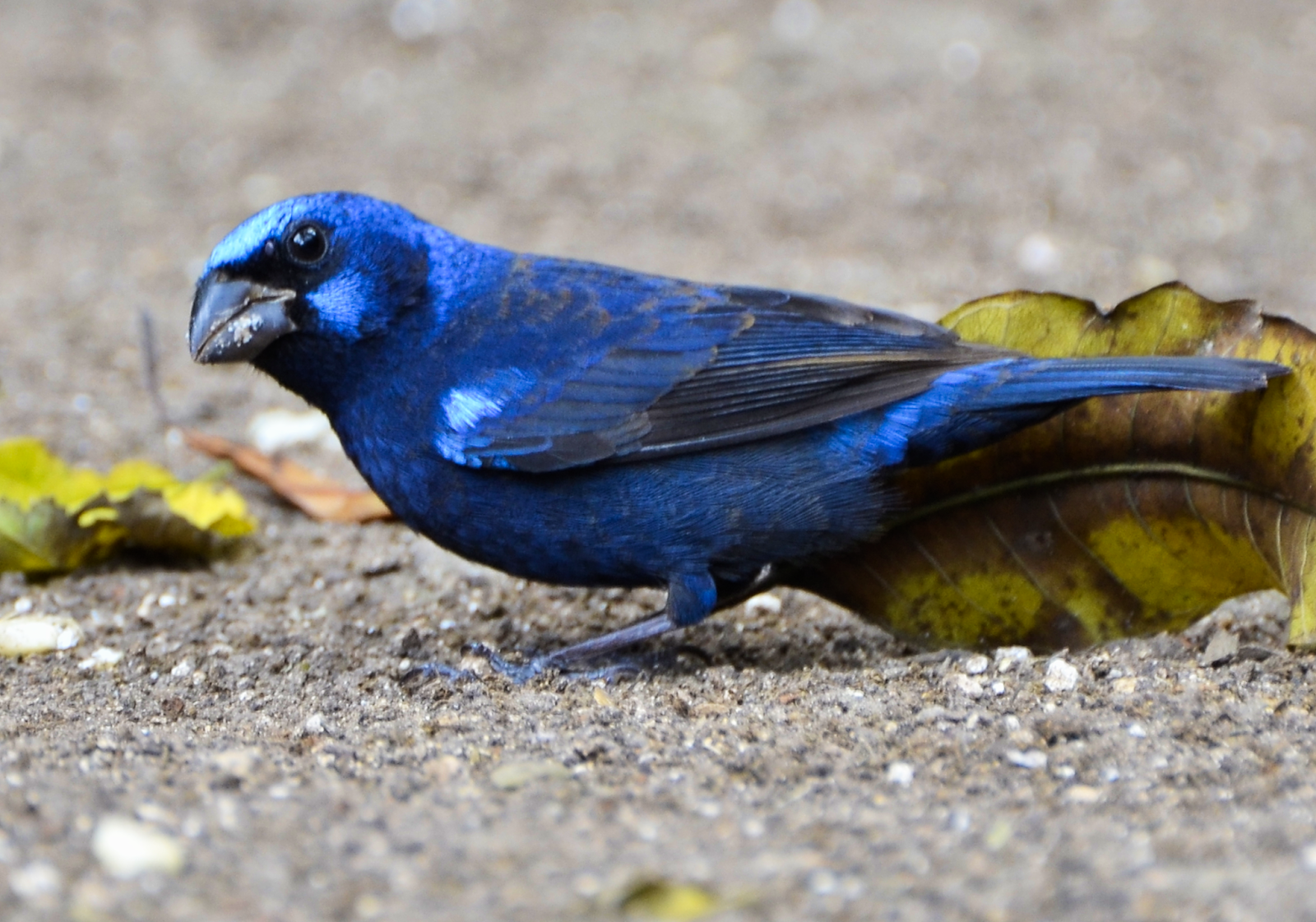 Realejo Azul at El Tintal