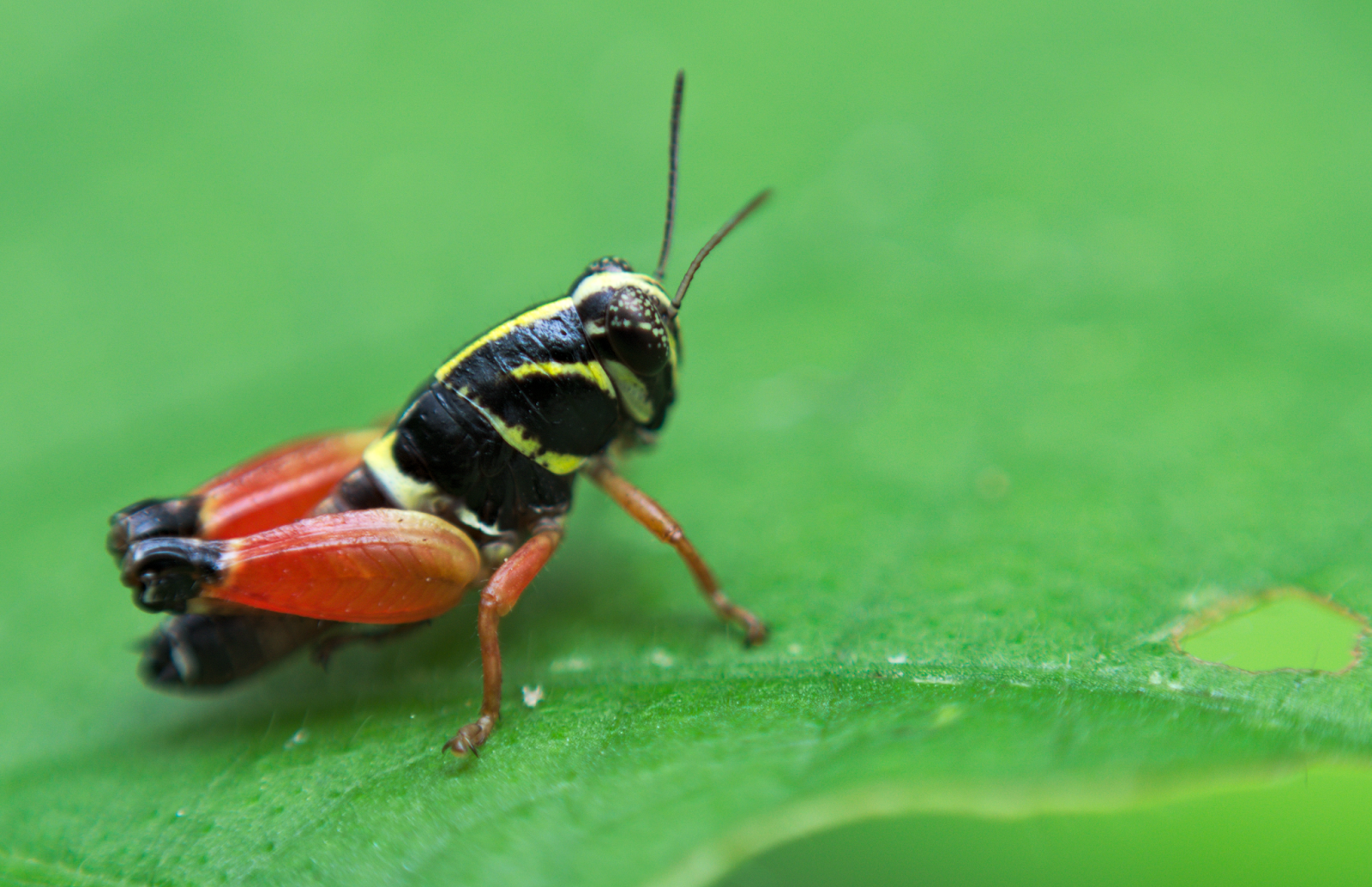Saltamontes