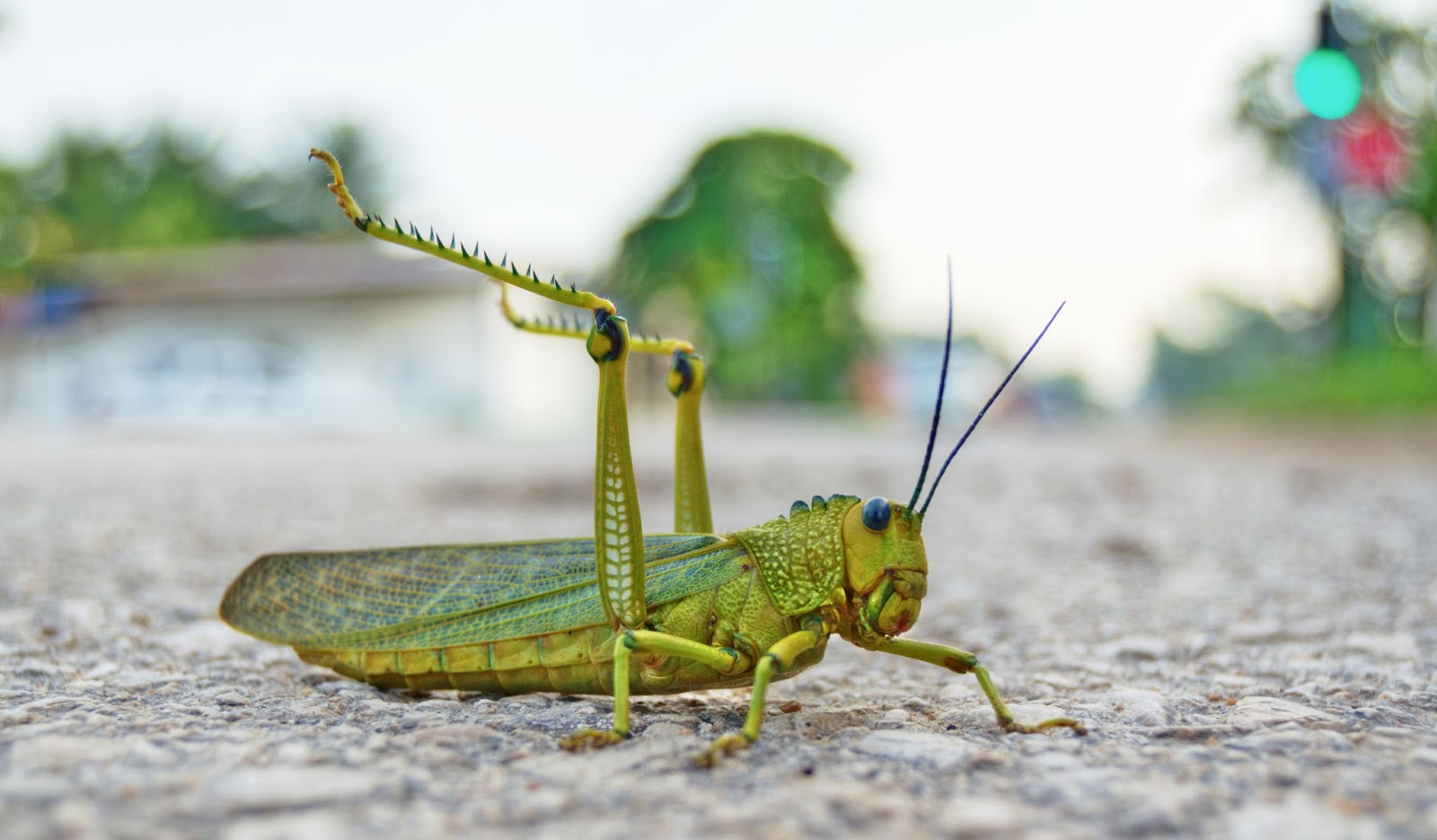 Saltamontes en la calle-Petén