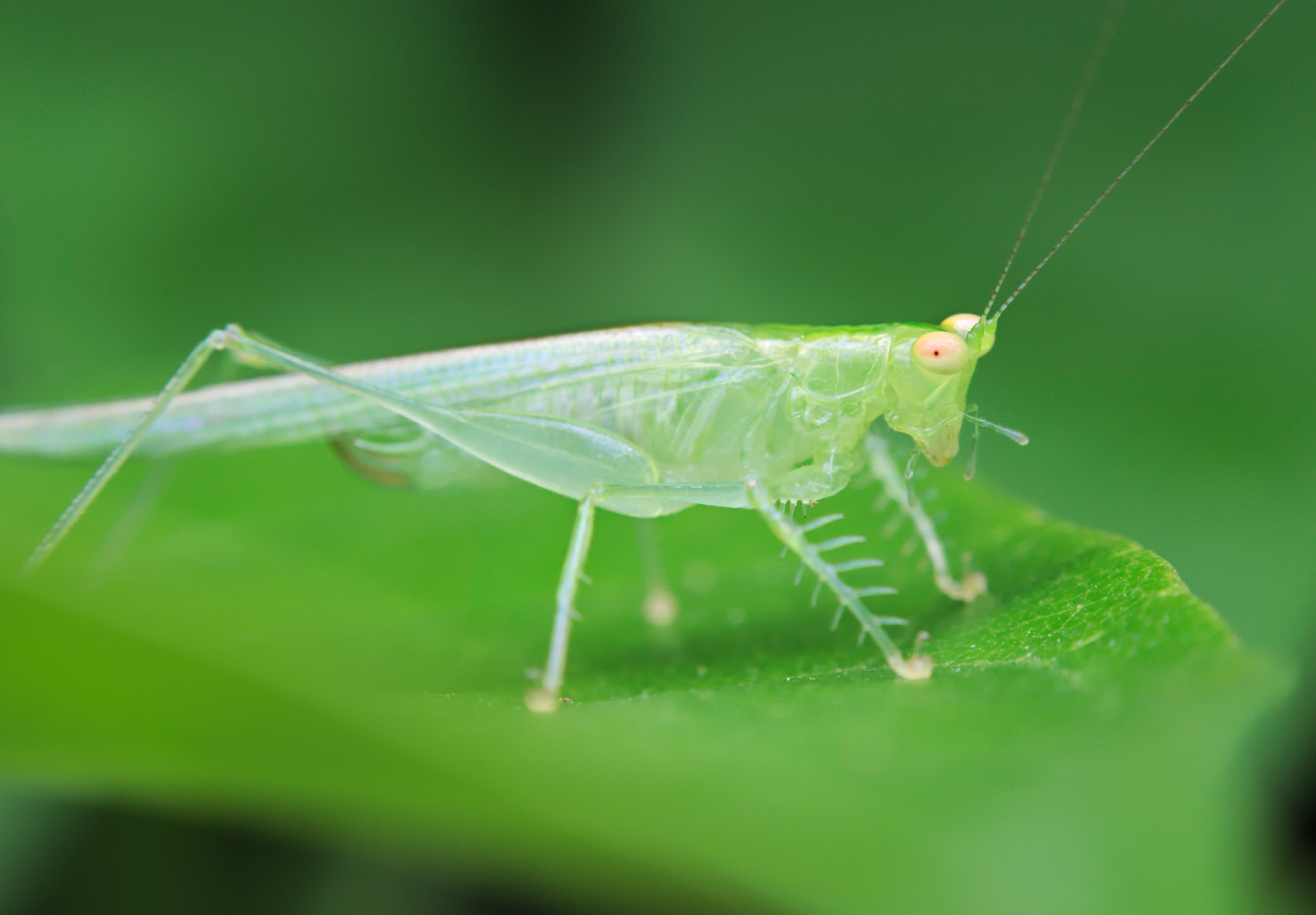 Saltamontes transparente