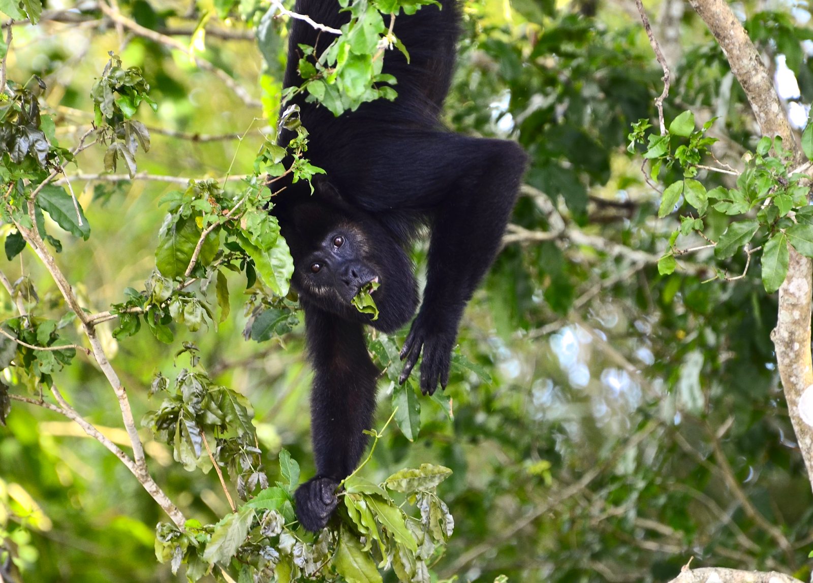 Saraguate a orillas del Río La Pasión