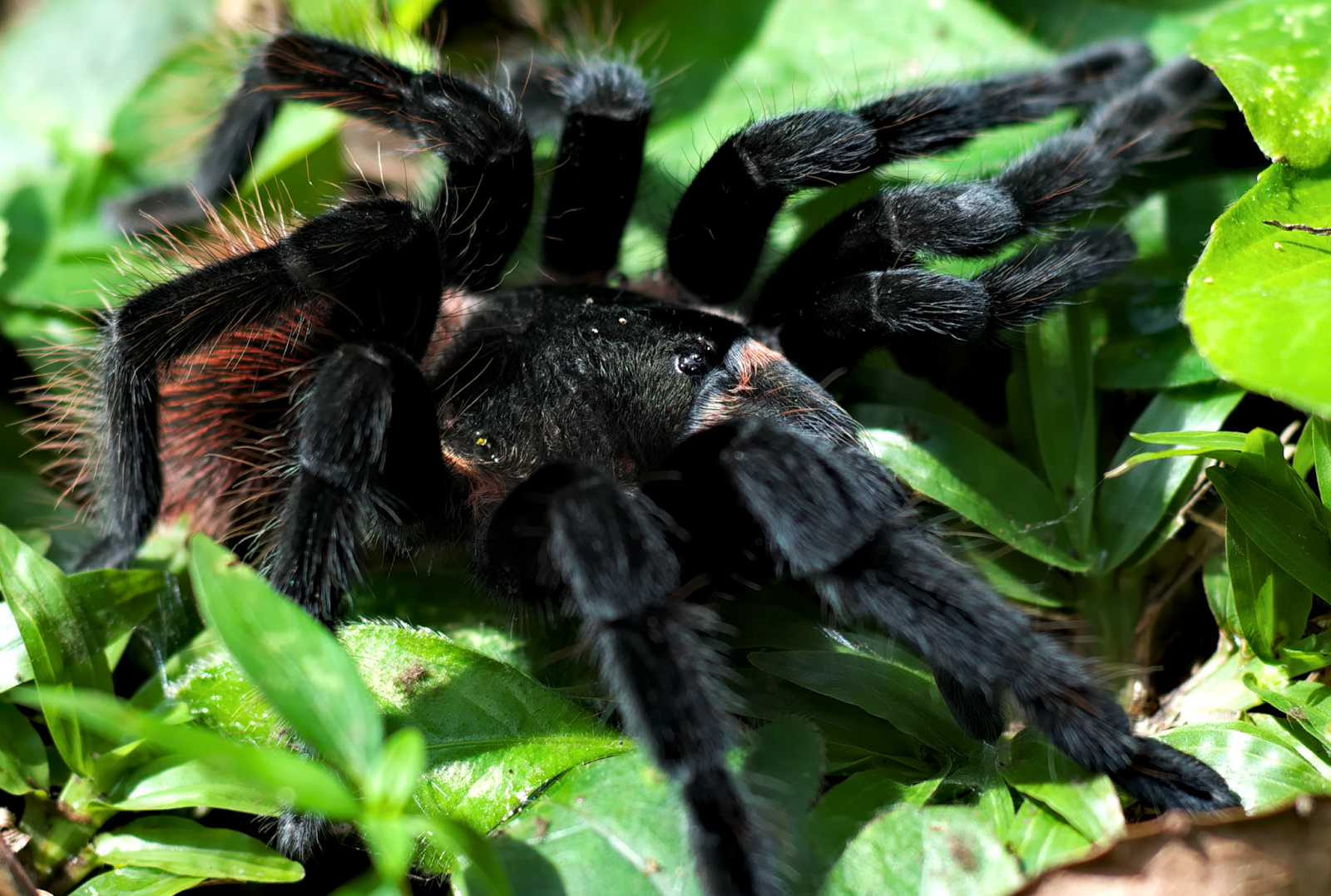 Tarántula de abdomen rojo en Aguateca