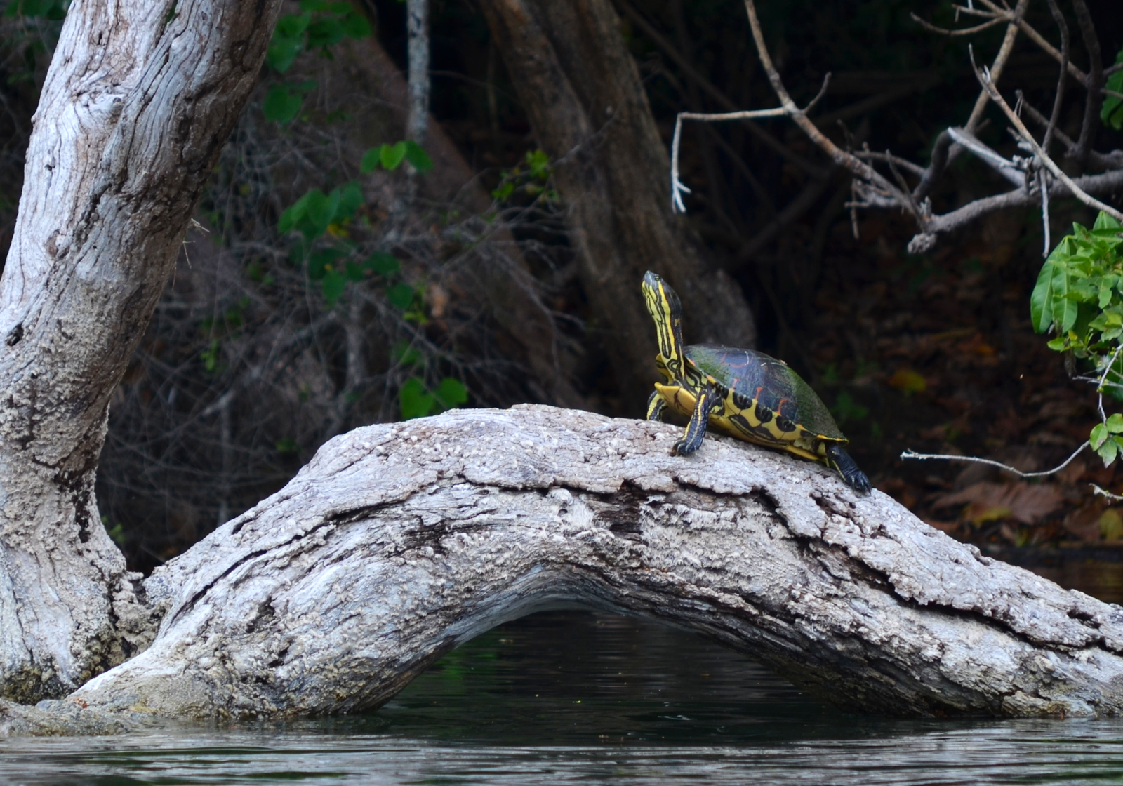 Tortuga a orillas del Río San Pedro