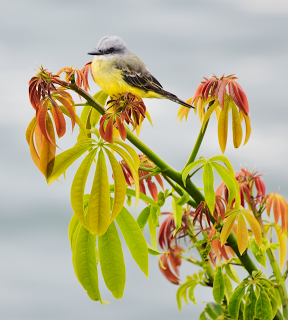 Tropical Kingbird