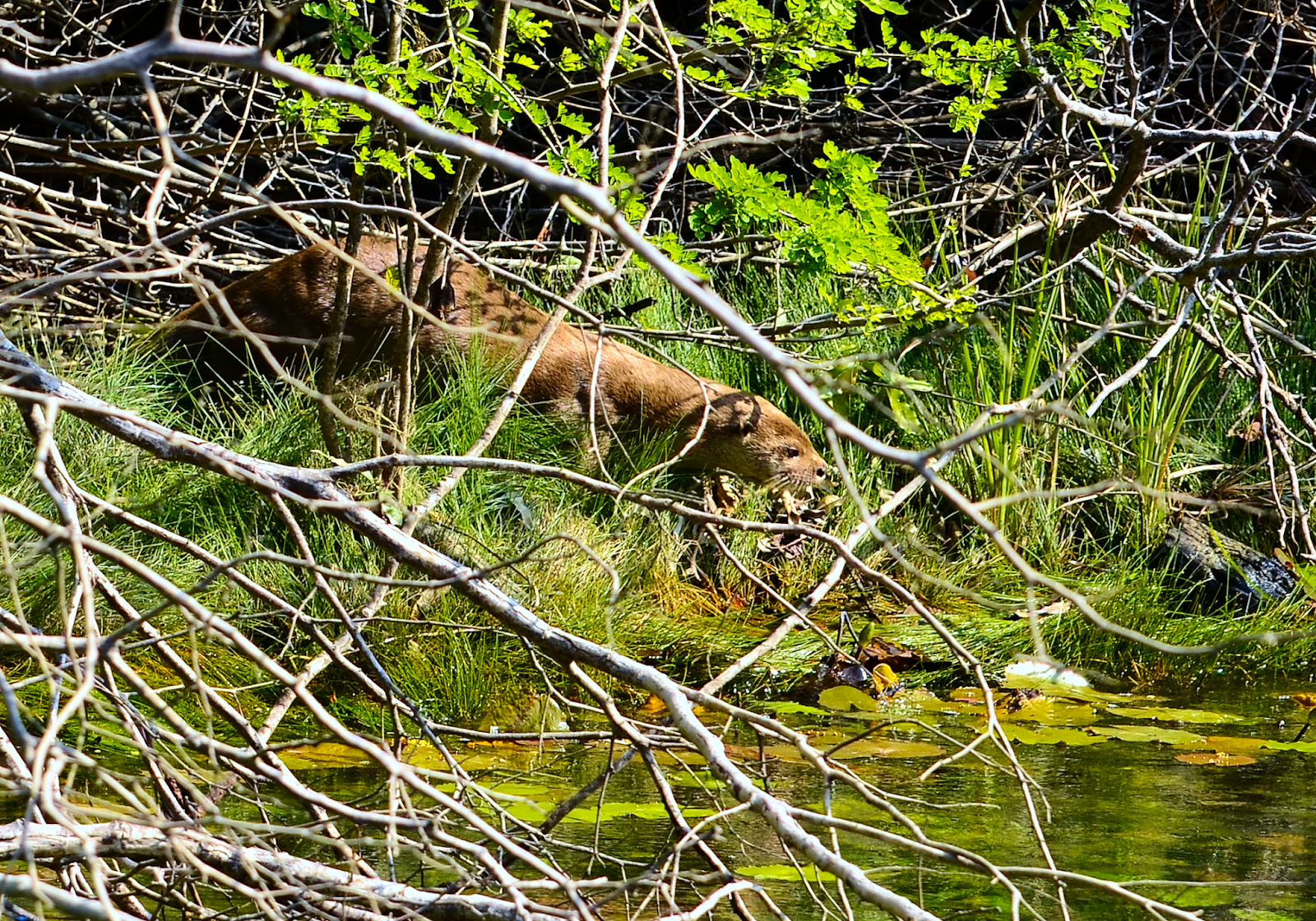 Tzi' ha', el perro de agua - nutria en el Refugio de Vida Silvestre El Pucté, Las Cruces