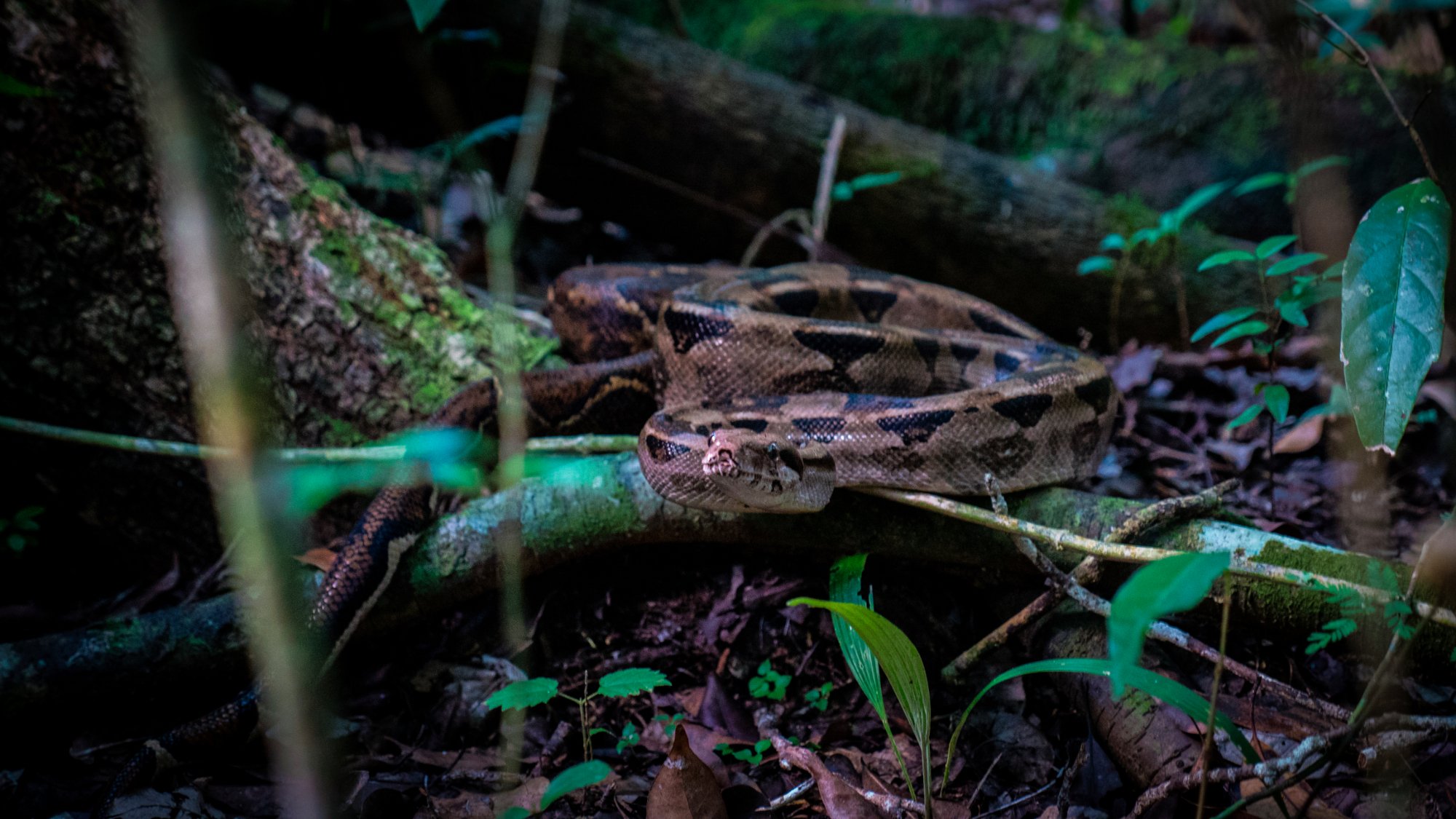 A wild phyton at El Mirador