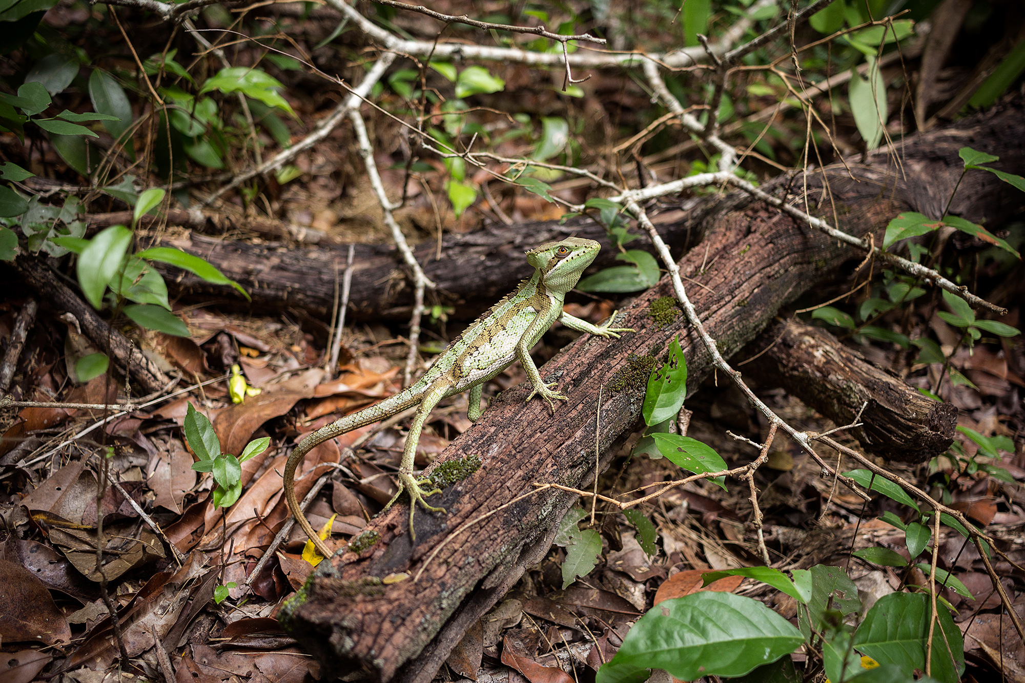 Gecko at El Mirador, Petén