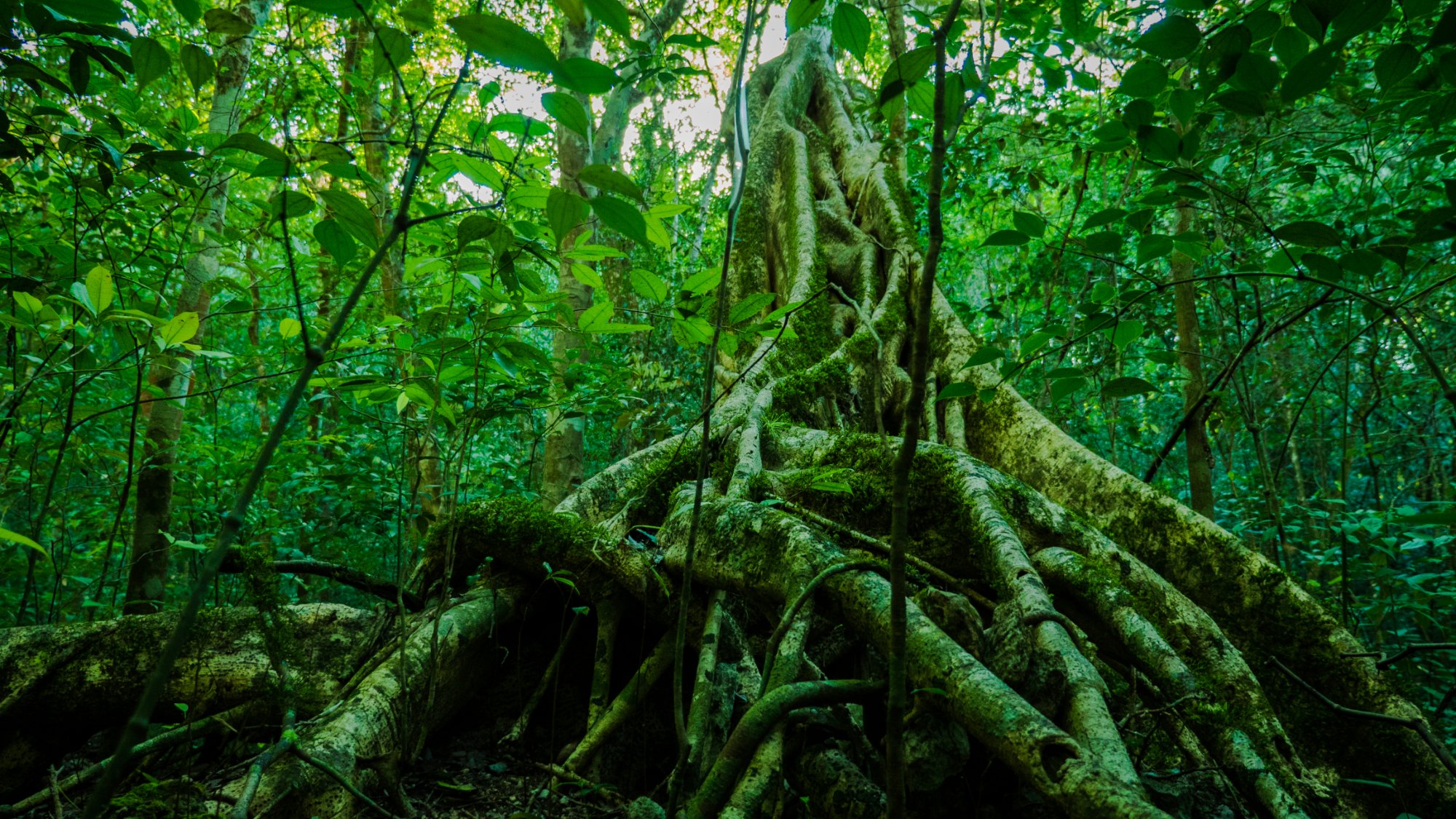 Trees at Petén, Guatemala