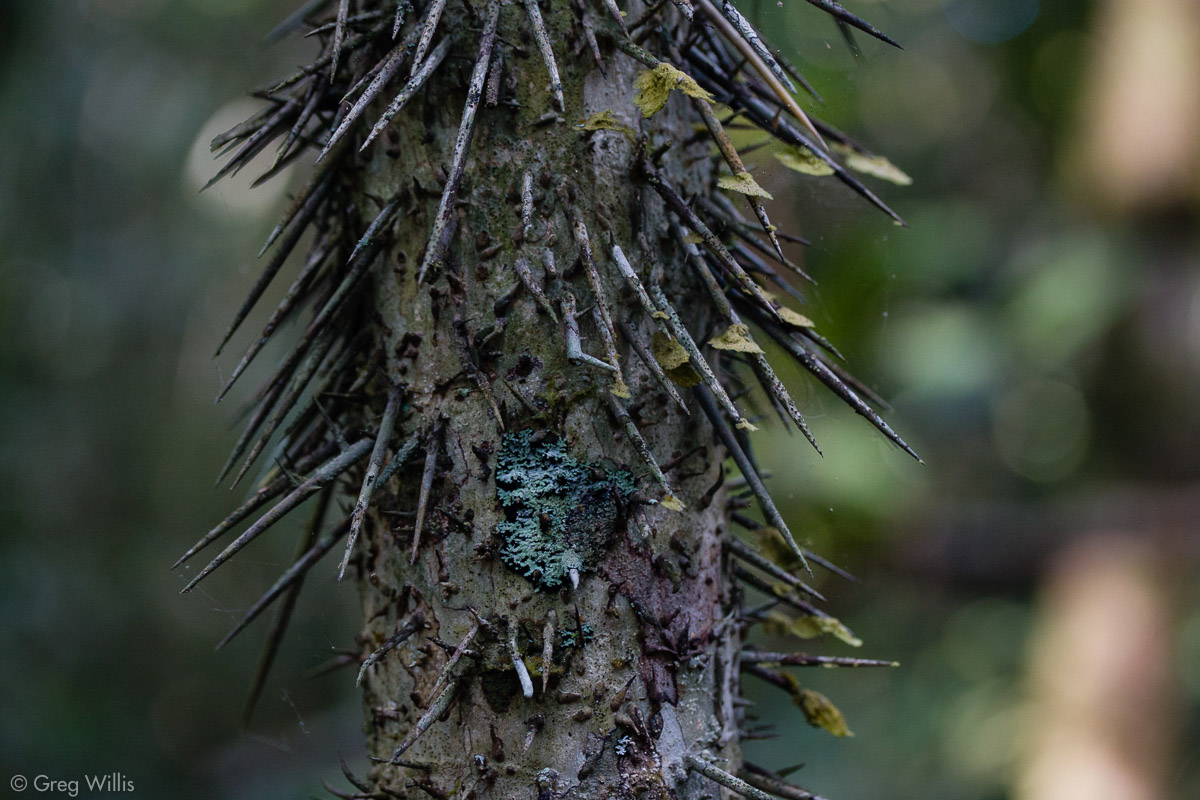 Evil looking palm tree trunk