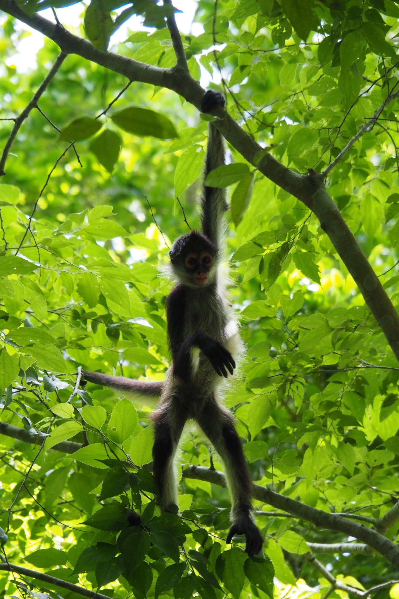 Monkey at Petén, Guatemala