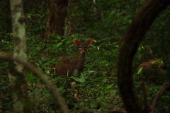 Deer at El Mirador