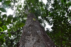 Trees at Puerto Arturo
