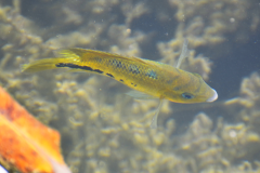 Mojarra del Lago Petén Itzá