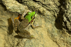 Rana en El Salto, San Luis, Petén